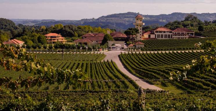 Miolo Wine Group consolida posição referencial no mercado vitivinícola