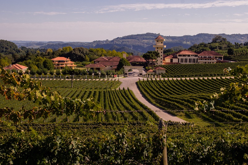 Miolo Wine Group consolida posição referencial no mercado vitivinícola