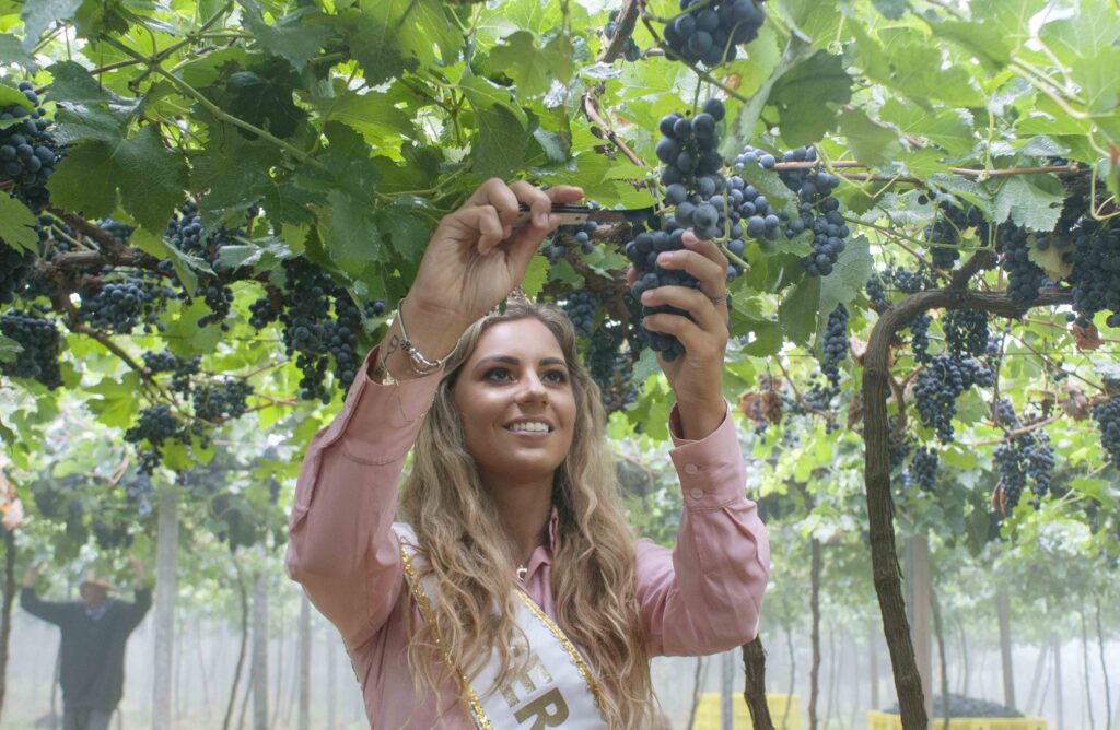 Fenavinho na taça: Vinho da Corte está em produção com previsão de lançamento para 2021